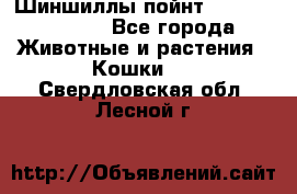 Шиншиллы пойнт ns1133,ny1133. - Все города Животные и растения » Кошки   . Свердловская обл.,Лесной г.